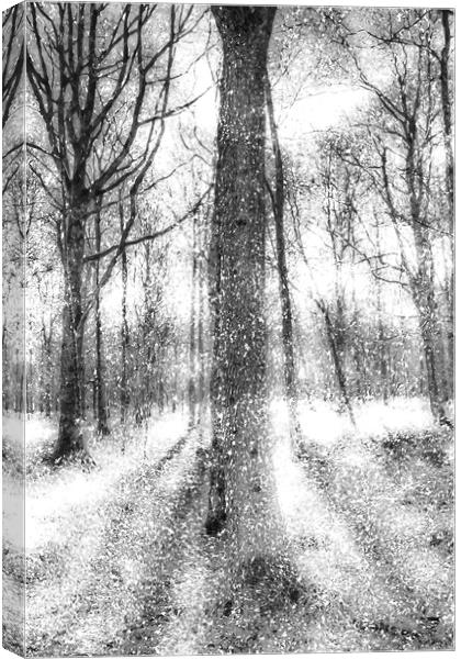 Forest Of Ghosts And Snow Canvas Print by David Pyatt