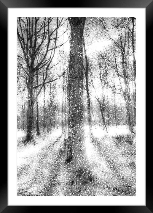 Forest Of Ghosts And Snow Framed Mounted Print by David Pyatt