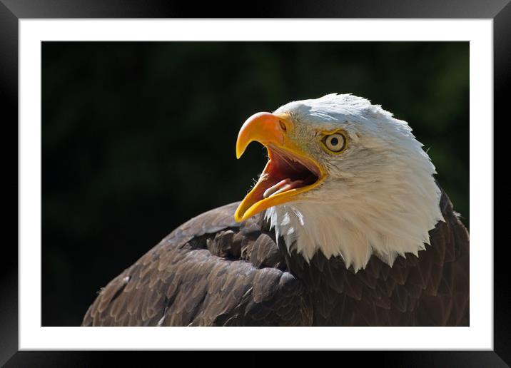 Bald Eagle saying "Hello"! Framed Mounted Print by Joyce Storey