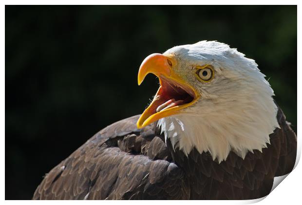 Bald Eagle saying "Hello"! Print by Joyce Storey