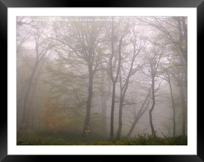 The beauties of  OLANG jungle on a misty day. Framed Mounted Print by Ali asghar Mazinanian