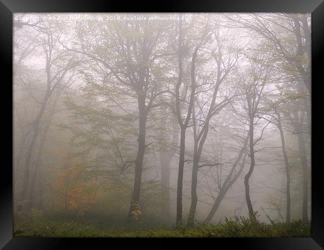 The beauties of  OLANG jungle on a misty day. Framed Print by Ali asghar Mazinanian