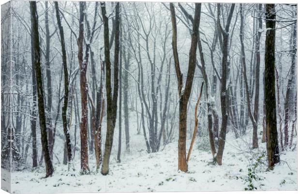 Falling snow in the woods Canvas Print by Andrew Kearton