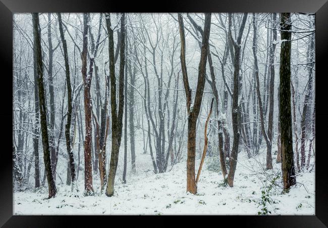 Falling snow in the woods Framed Print by Andrew Kearton