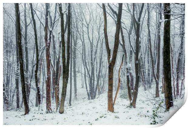 Falling snow in the woods Print by Andrew Kearton