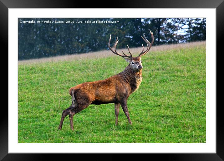 Magnificent Stag Framed Mounted Print by Matthew Bates