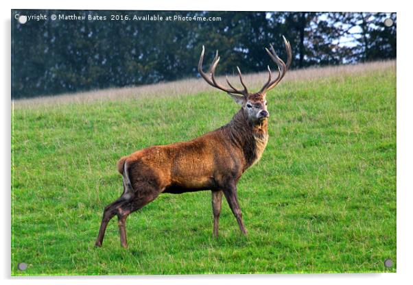 Magnificent Stag Acrylic by Matthew Bates