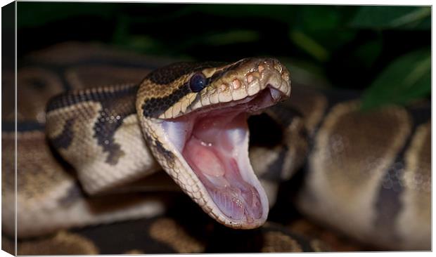 Hungry Boa Constrictor Canvas Print by Darren Smith