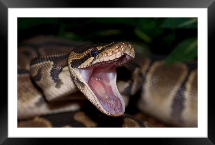 Hungry Boa Constrictor Framed Mounted Print by Darren Smith