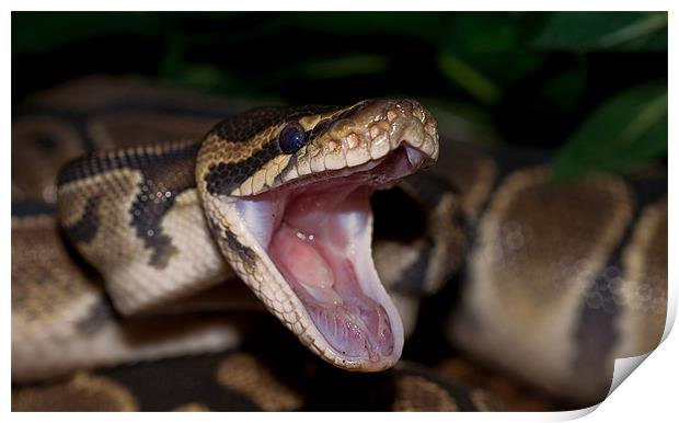 Hungry Boa Constrictor Print by Darren Smith
