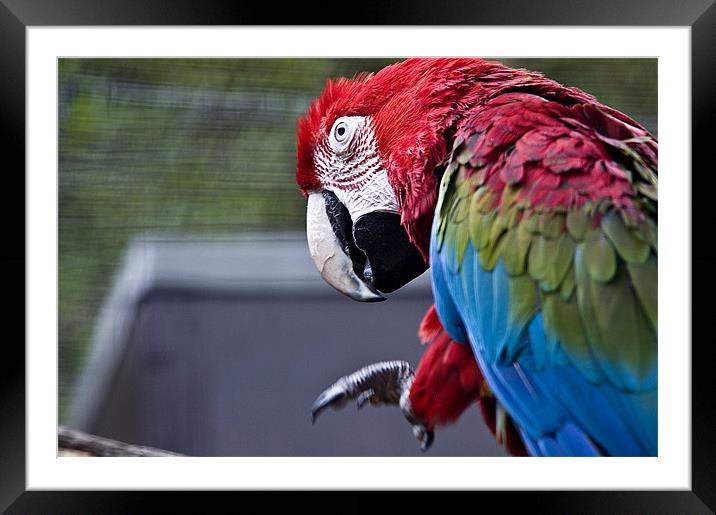 I am Macaw Framed Mounted Print by Darren Smith