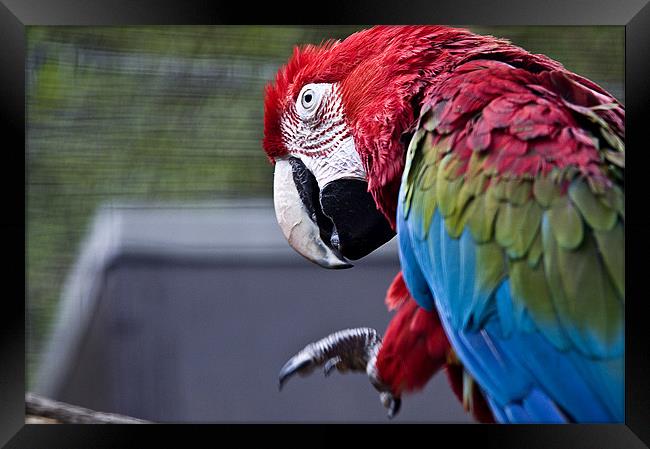 I am Macaw Framed Print by Darren Smith