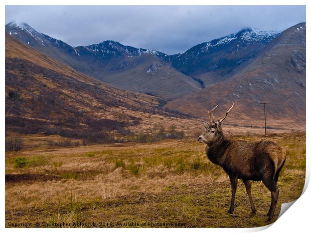 Scottish stag of Glen Etive Print by Christopher Woloszyk