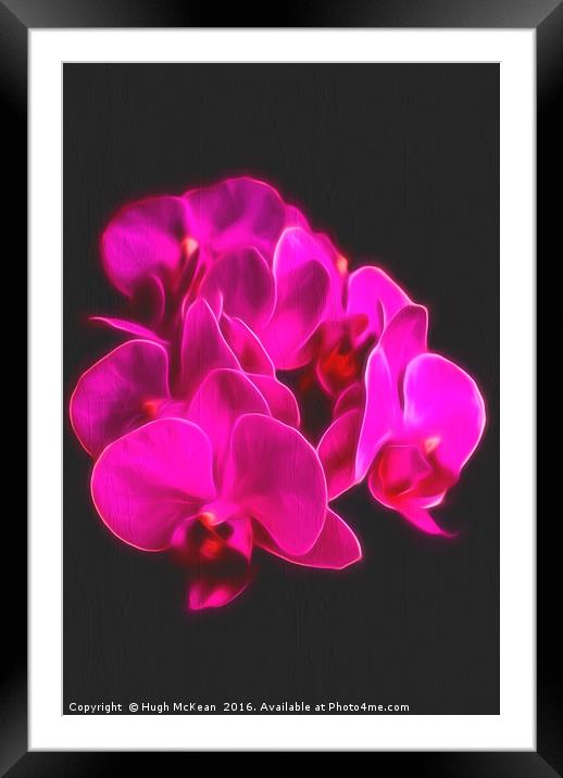 Photo Art, Plant, Orchid, Phalaenopsis, Pink Flowe Framed Mounted Print by Hugh McKean