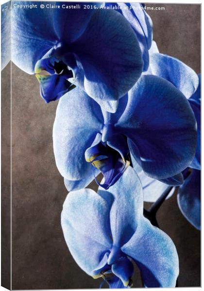 Blue Orchid Canvas Print by Claire Castelli