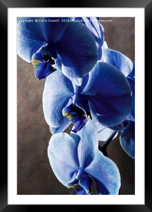 Blue Orchid Framed Mounted Print by Claire Castelli