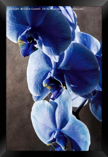 Blue Orchid Framed Print by Claire Castelli