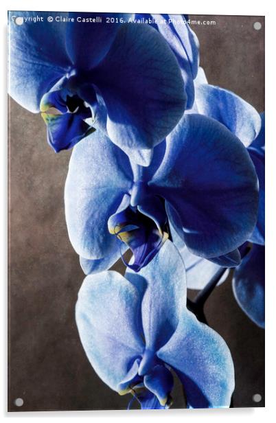 Blue Orchid Acrylic by Claire Castelli