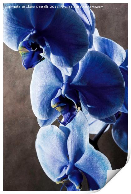 Blue Orchid Print by Claire Castelli