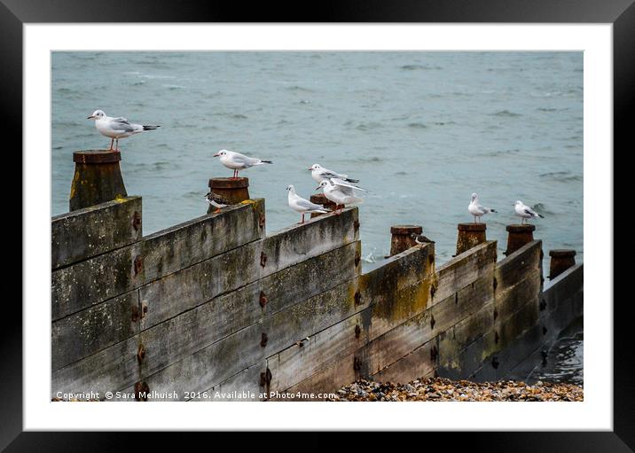 Lined Up Framed Mounted Print by Sara Melhuish