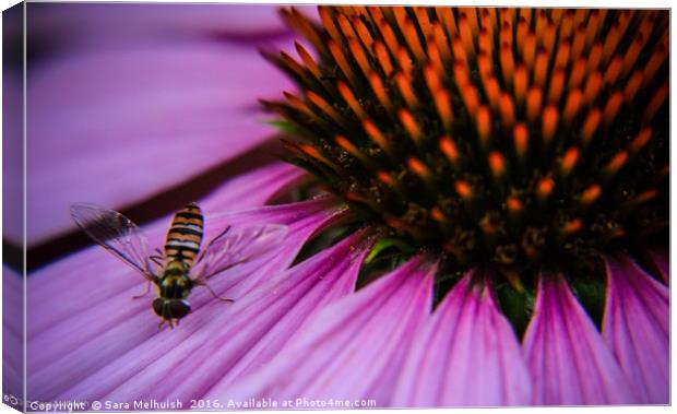 Is it a bee or a fly Canvas Print by Sara Melhuish