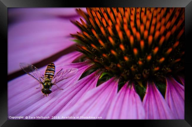 Is it a bee or a fly Framed Print by Sara Melhuish