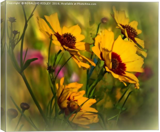 "COSMOS IN THE BREEZY WILDFLOWER MEADOW" Canvas Print by ROS RIDLEY