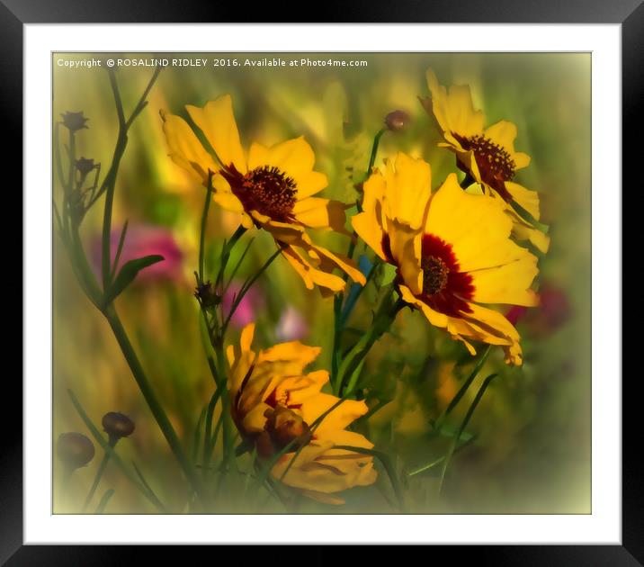 "COSMOS IN THE BREEZY WILDFLOWER MEADOW" Framed Mounted Print by ROS RIDLEY