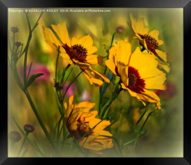 "COSMOS IN THE BREEZY WILDFLOWER MEADOW" Framed Print by ROS RIDLEY