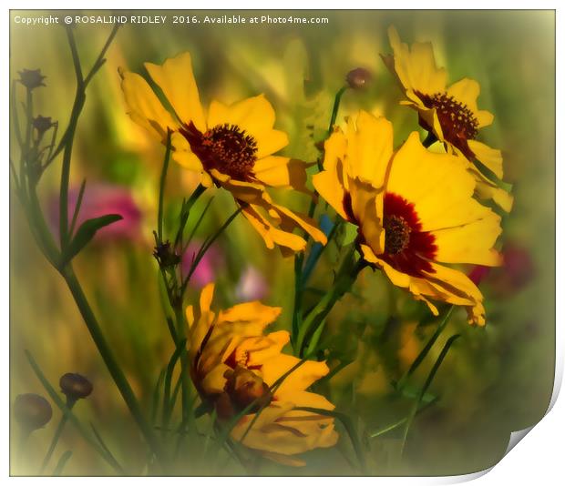 "COSMOS IN THE BREEZY WILDFLOWER MEADOW" Print by ROS RIDLEY