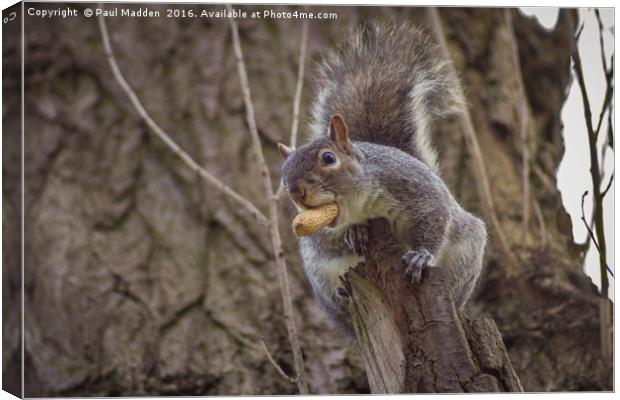 Snack for a squirrel Canvas Print by Paul Madden