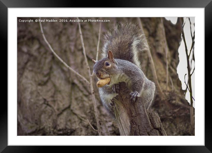 Snack for a squirrel Framed Mounted Print by Paul Madden