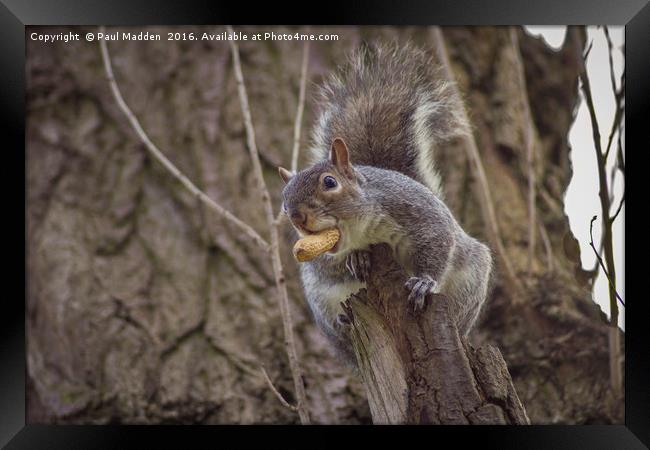 Snack for a squirrel Framed Print by Paul Madden