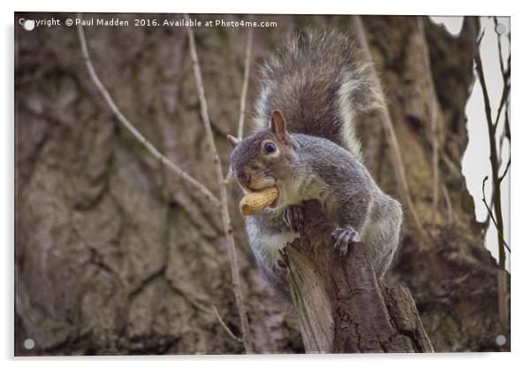 Snack for a squirrel Acrylic by Paul Madden
