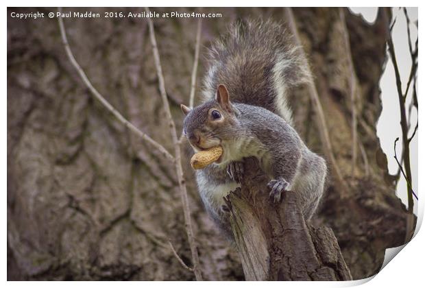 Snack for a squirrel Print by Paul Madden