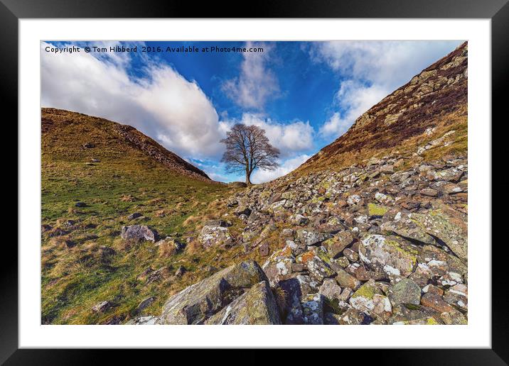 Sycamore Gap, Northumberland part of Hadrian's Wal Framed Mounted Print by Tom Hibberd