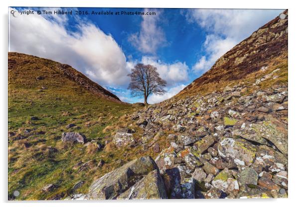 Sycamore Gap, Northumberland part of Hadrian's Wal Acrylic by Tom Hibberd