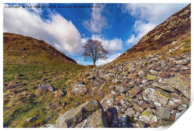 Sycamore Gap, Northumberland part of Hadrian's Wal Print by Tom Hibberd