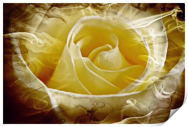 Rose, love  and passion Print by JC studios LRPS ARPS