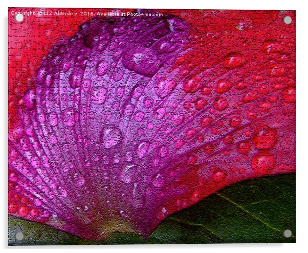 Poppy Petal Abstract Acrylic by LIZ Alderdice