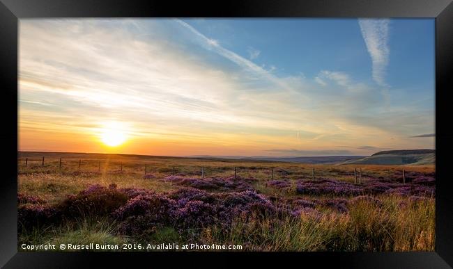 Beautiful heather Framed Print by Russell Burton