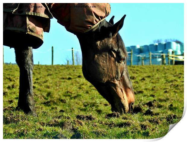 Horse grazing Print by Derrick Fox Lomax