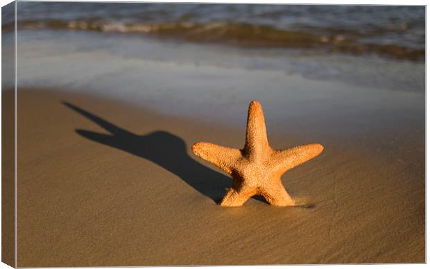 Starfish on a beach Canvas Print by Shaun Jacobs