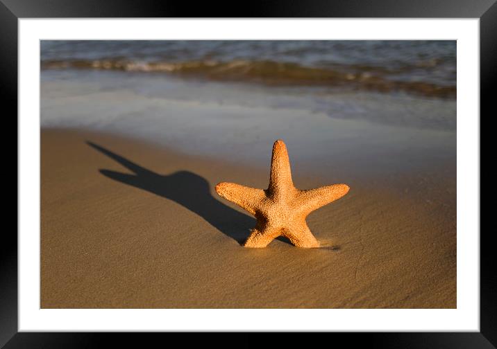 Starfish on a beach Framed Mounted Print by Shaun Jacobs