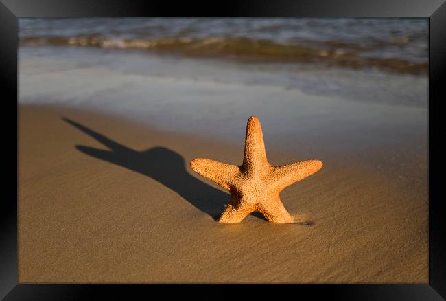 Starfish on a beach Framed Print by Shaun Jacobs