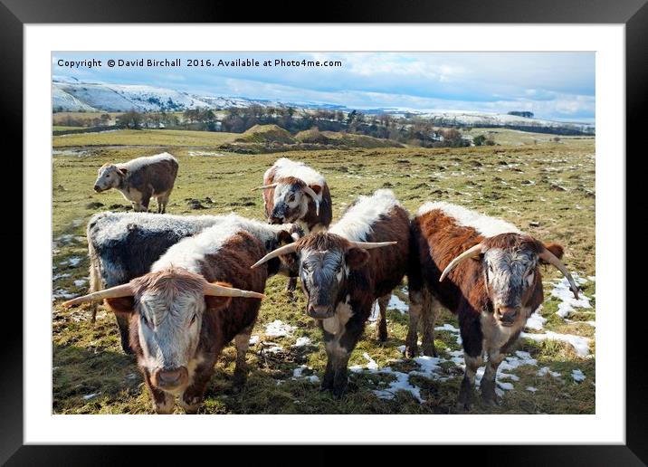 English Longhorn Cattle Framed Mounted Print by David Birchall