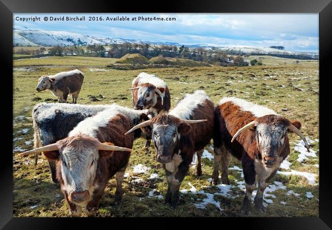 English Longhorn Cattle Framed Print by David Birchall