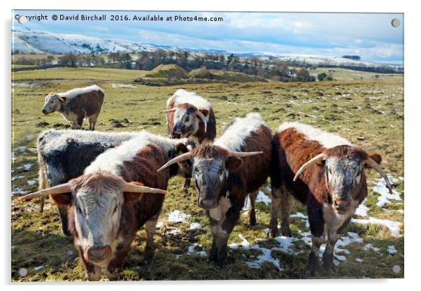 English Longhorn Cattle Acrylic by David Birchall