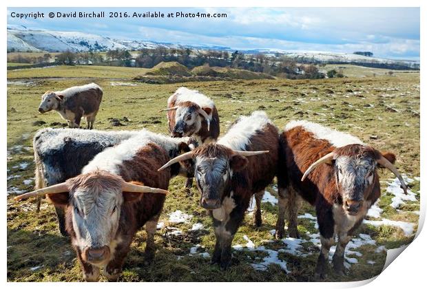 English Longhorn Cattle Print by David Birchall