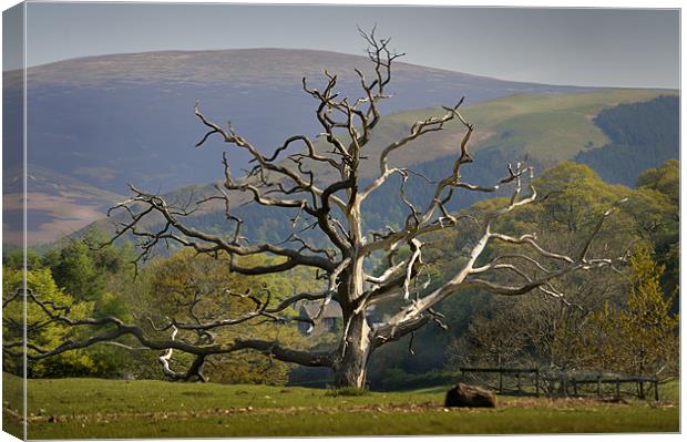 Dead tree and mountain Canvas Print by Stephen Mole